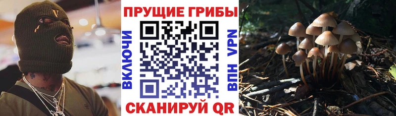 как найти наркотики Межгорье кракен сайт Галлюциногенные грибы Magic Shrooms